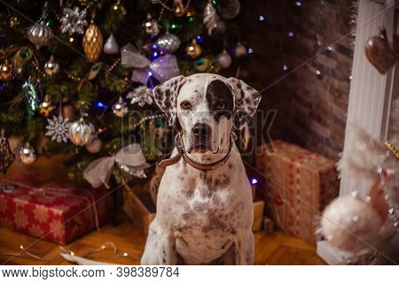 Dog On Background Of Christmas Tree With Curly Bokeh