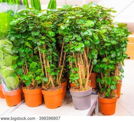 Polyscias Scutellaria Potted Trees Shop For Sale, Decorative Deciduous Plants