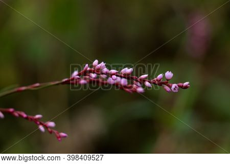 Flower Of Lady's Thumb Or Persicaria Maculosa Plant