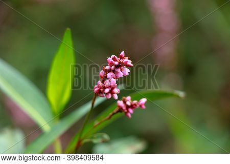 Flower Of Lady's Thumb Or Persicaria Maculosa Plant