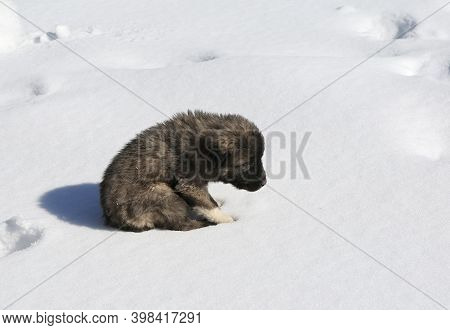 Cold Small Puppy in snow in Nigde,Turkey
