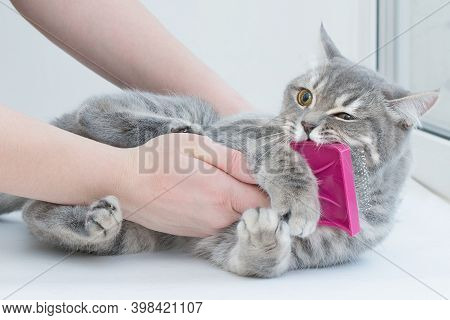 Hands Scratch The Cat With A Special Brush. The Cat Resists, Gets Angry, Bites. Angry Look. Close-up