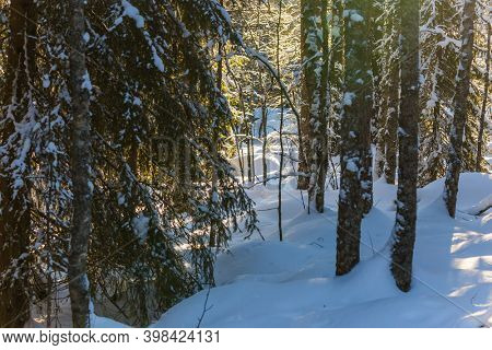 Snowy coniferous forest. Ranua zoo in Lapland - the northernmost zoo in the world. Sunny frosty and winter day. The concept of active, winter, environmental and photo tourism