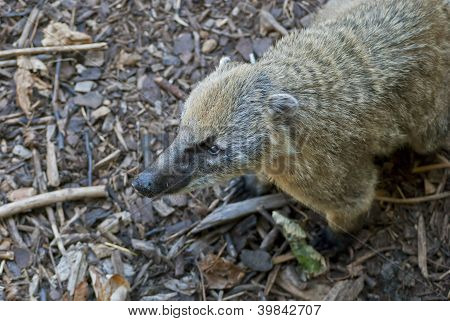 Sydamerikanske Coati