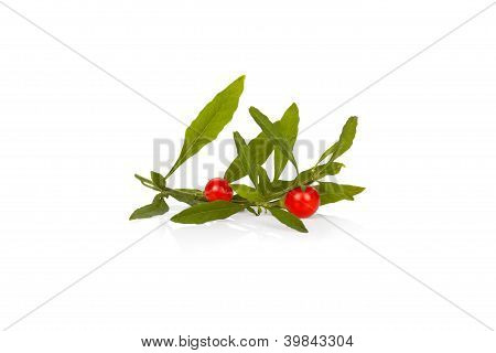 Solanum pseudocapsicum twig geïsoleerd op wit