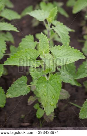 Melissa Plant. Lemon Balm In The Garden. Countryside Nature. Melissa Leaf. Organic Agriculture. Tea 