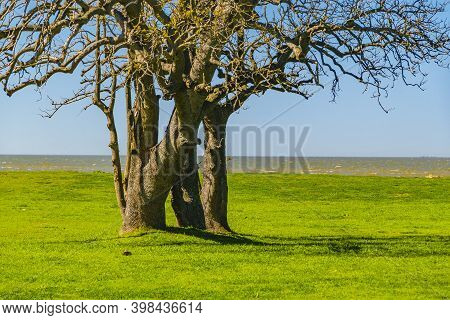Leaveless Tree At Waterfront Park