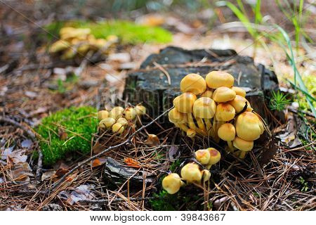 Falešné Václavka houby (Hypholoma fasciculare) na starý pařez