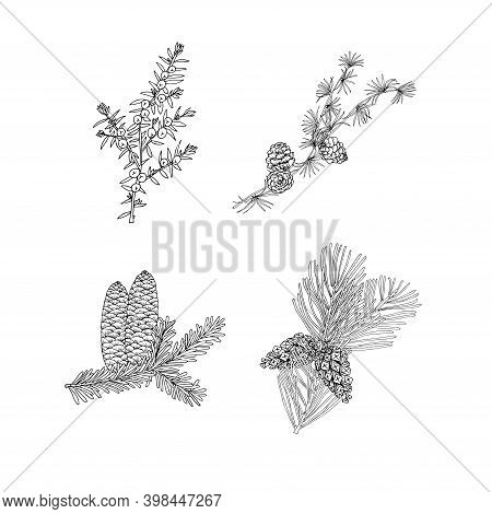 Larch, Juniper, Pine, Fir Monochrome Sketch Set. Art Design Element Hand Drawn Ink Botanical Conifer