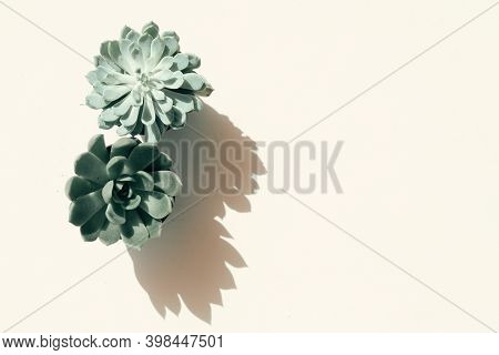 Succulent Plant With Shadow Overlay Over Nautral Ecru Background, Top View Tropical Scene, Toned