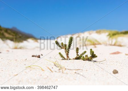 Coastal Sand Dune Landscape Of Fish Hoek, Cape Town