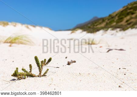 Coastal Sand Dune Landscape Of Fish Hoek, Cape Town