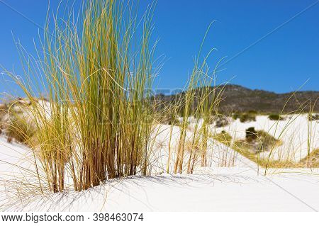 Coastal Sand Dune Landscape Of Fish Hoek, Cape Town