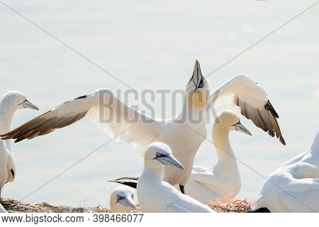 A Group Of Gannets, One Standing With Spread Wings Between Sitting Birds. All Birds Look To The Same
