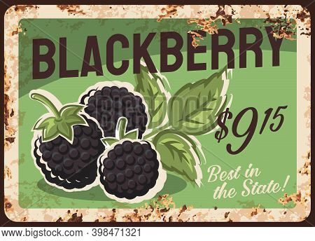 Blackberry Rusty Metal Plate, Vector Vintage Rust Tin Sign With Ripe Sweet Berries, Price Tag For Re