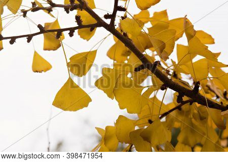 Close Up Of Golden Yellow Leaves On A Gingko Tree