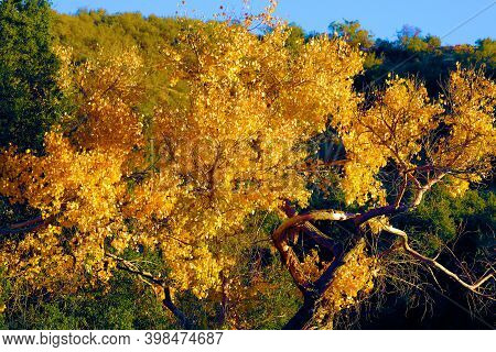 Cottonwood Tree Leaves Changing Colors During Autumn On A Creekbed Taken At A Riparian Woodland In T