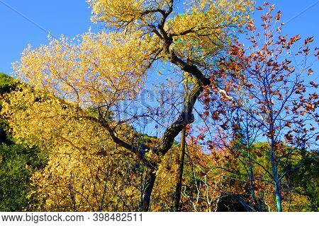Cottonwood Tree Leaves Changing Colors During Autumn Taken On A Creekbed At A Riparian Wwoodland In 