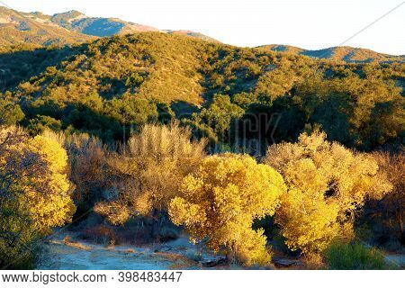 Cottonwood Trees Changing Colors During Autumn On A Dry Creekbed At A Riparian Woodland Surrounded B