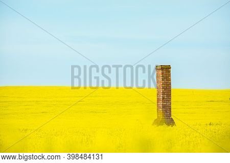 Brick Chimney Remaiins Of Old Farm House Rises From Golden Canola Fields Flowering In Spring.  Copy 