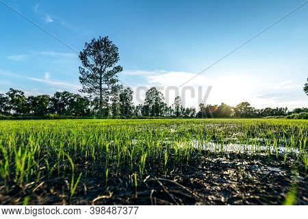 Beautiful Green Field Of Rice Plant With Water And Blue Sky In The Moring. Argiculture Concept.