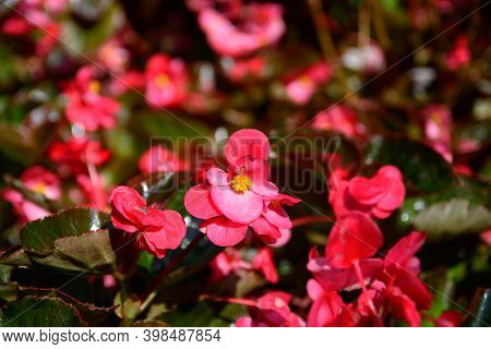 Delicate Flowers Of A Pink Oleander, Nerium Oleander, Bloomed In The Spring. Shrub, A Small Tree Fro
