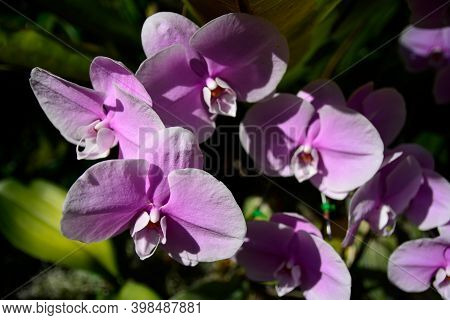 Pink Phalaenopsis Or Moth Dendrobium Orchid Flower.  Pink Orchids Isolated On Blur Background. Butte