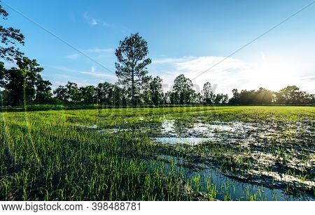 Beautiful Green Field Of Rice Plant With Water And Blue Sky In The Moring. Argiculture Concept.
