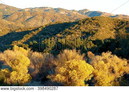 Cottonwood Trees Changing Colors During Autumn In A Creekbed At A Riparian Woodland Surrounded By Ar