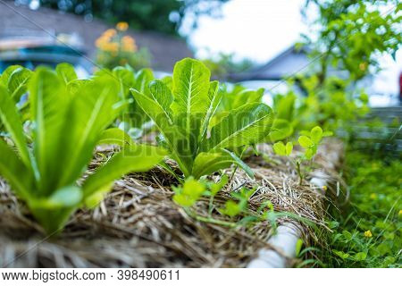 Growth Fresh Vegetable Salad Garden At Organic Farm. Argiculture Concept.