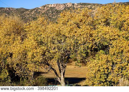 Cottonwood Trees Changing Colors During Autumn On A Dry Creekbed Surrounded By Grasslands And Mounta
