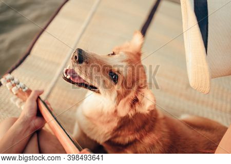 A Man Play Guitar Music Song Near The Sea Sunset And Try Wearing Hat In Dog Head.
Travel, Vocation, 
