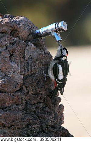The Great Spotted Woodpecker (dendrocopos Major) Drinking Tap Water. Demonstration Of The Adaptabili