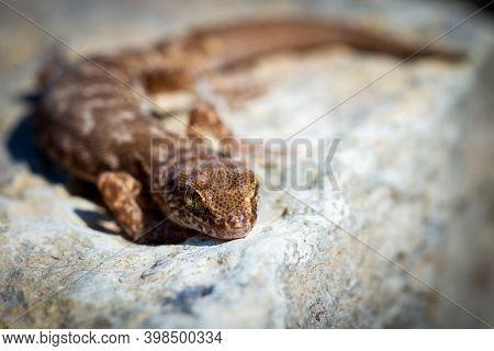 Even-fingered Gecko Genus Alcophyllex Or Squeaky Gecko In Wild Nature.