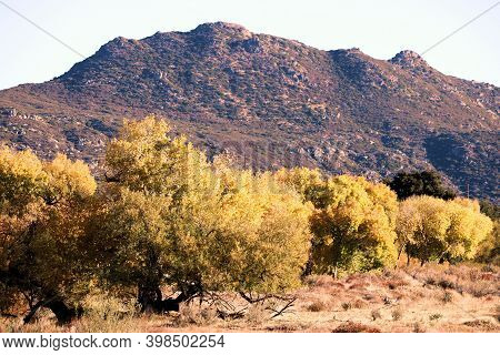 Cottonwood Trees Changing Colors During Autumn On A Creekbed At A Riparian Woodland Surrounded By Ar