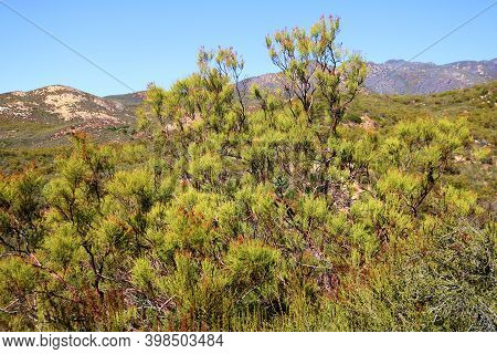 Drought Tolerant Chaparral Shrubs On An Arid Plateau Taken At A Chaparral Woodland In The Rural Sout