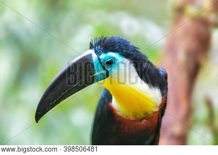 Bird Hannel-billed Toucan (ramphastos Vitellinus) Stands On The Tree, The Channel-billed Is Brightly