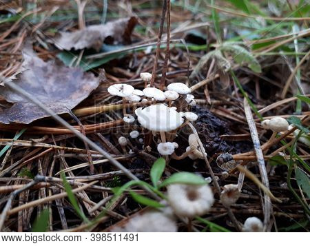 Photo Of Small Mushrooms In An Autumn Meadow In The Forest