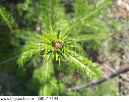 Coniferous Tree Blooms In The Forest In Spring