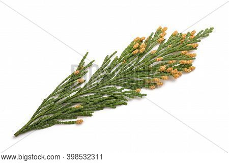 California Incense Cedar Branch (calocedrus Decurrens) Isolated On White