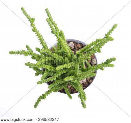 Crassula Muscosa Lycopodioides Plant In Vase Isolated On White