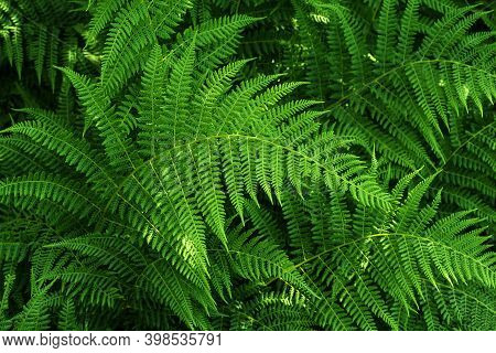 Beautyful Green Ferns Leaves ,  Natural Floral Fern Background