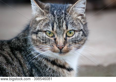 Gray-brown Striped Cat With A White Breast On A Gray Background.portrait Of A Beautiful Gray Cat Clo