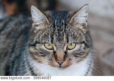Gray-brown Striped Cat With A White Breast On A Gray Blurred Background.portrait Of A Beautiful Gray