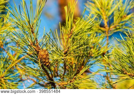 Single Closed Brown Lodgepole Pinecone On A Pine Branch With Green Needles In Forest Of Mountains