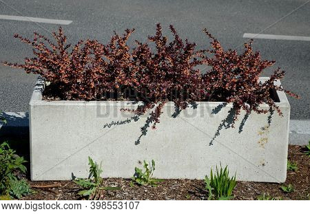 Berberis Thumbergii Atropurpurea Red-leaved Prickly Bushes In A Concrete Flowerpot Of A Rectangular 