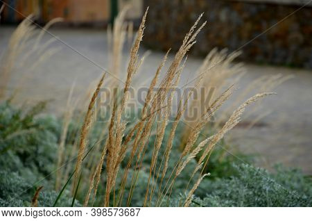 Flower Bed With Absinthe Wormwood, And Ornamental Grass And Asters. Combination Of Gray And Beige In