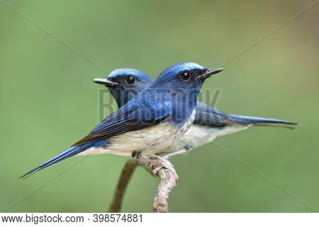 Two Blue Birds Fighting To Perch On A Thin Branch, Hainan Blue Flycatcher