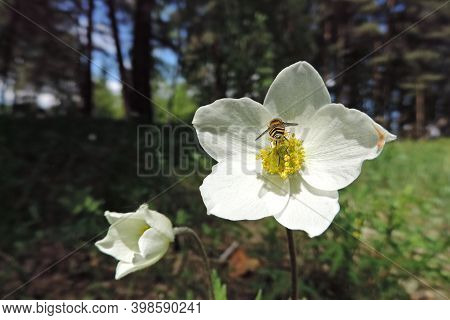 Two Bees On One White Flower Eat Nectar