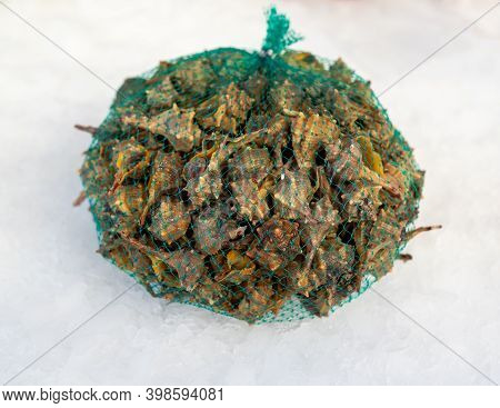 Murex Marine Mollusk In Market On Ice At Market,an Edible Marine Gastropod.